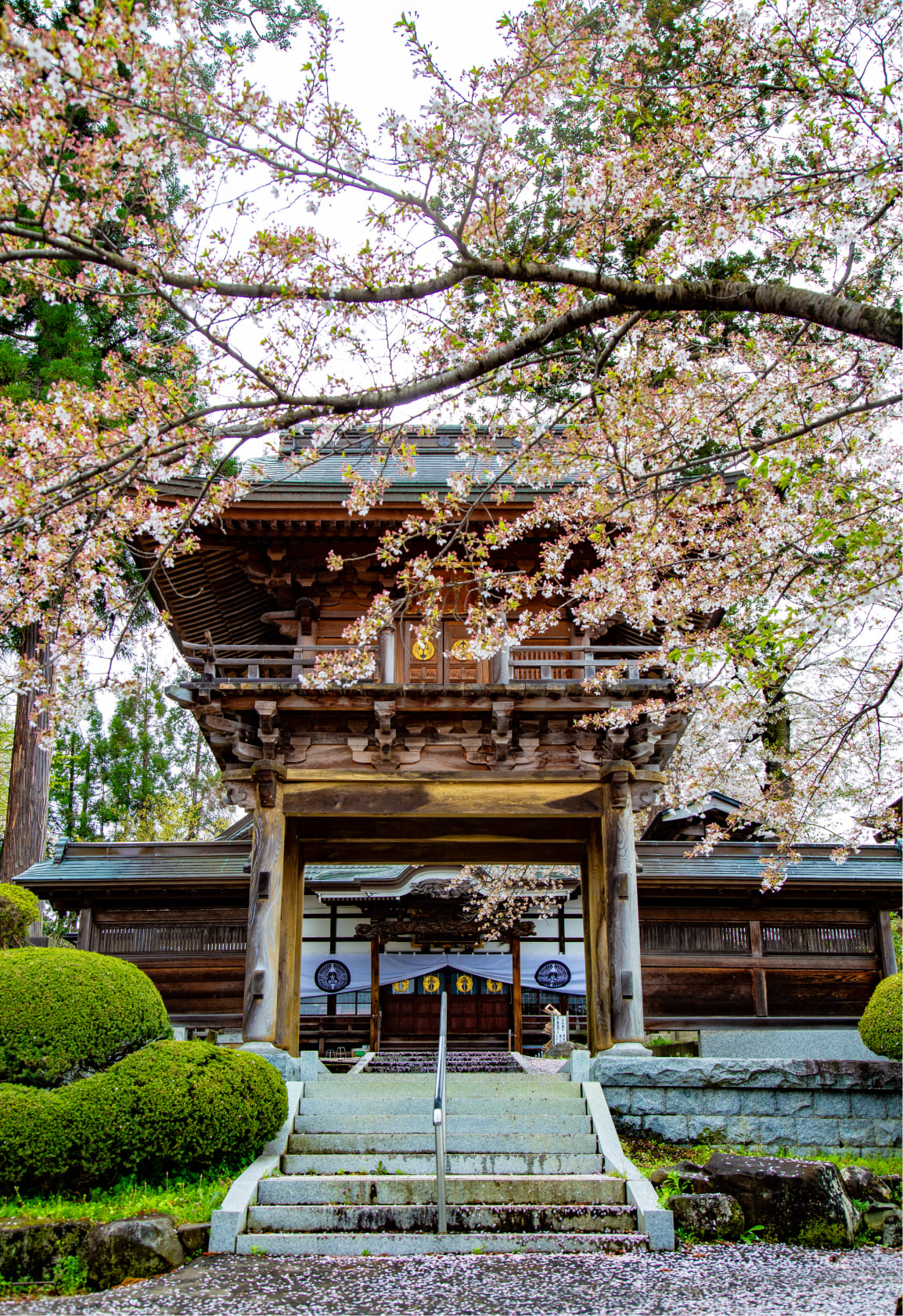 桜の花に囲まれた雄山寺の門と階段