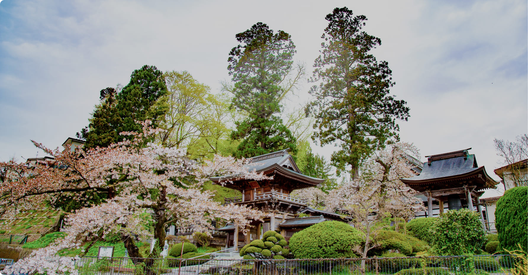 桜の木に囲まれた雄山寺の美しい庭園