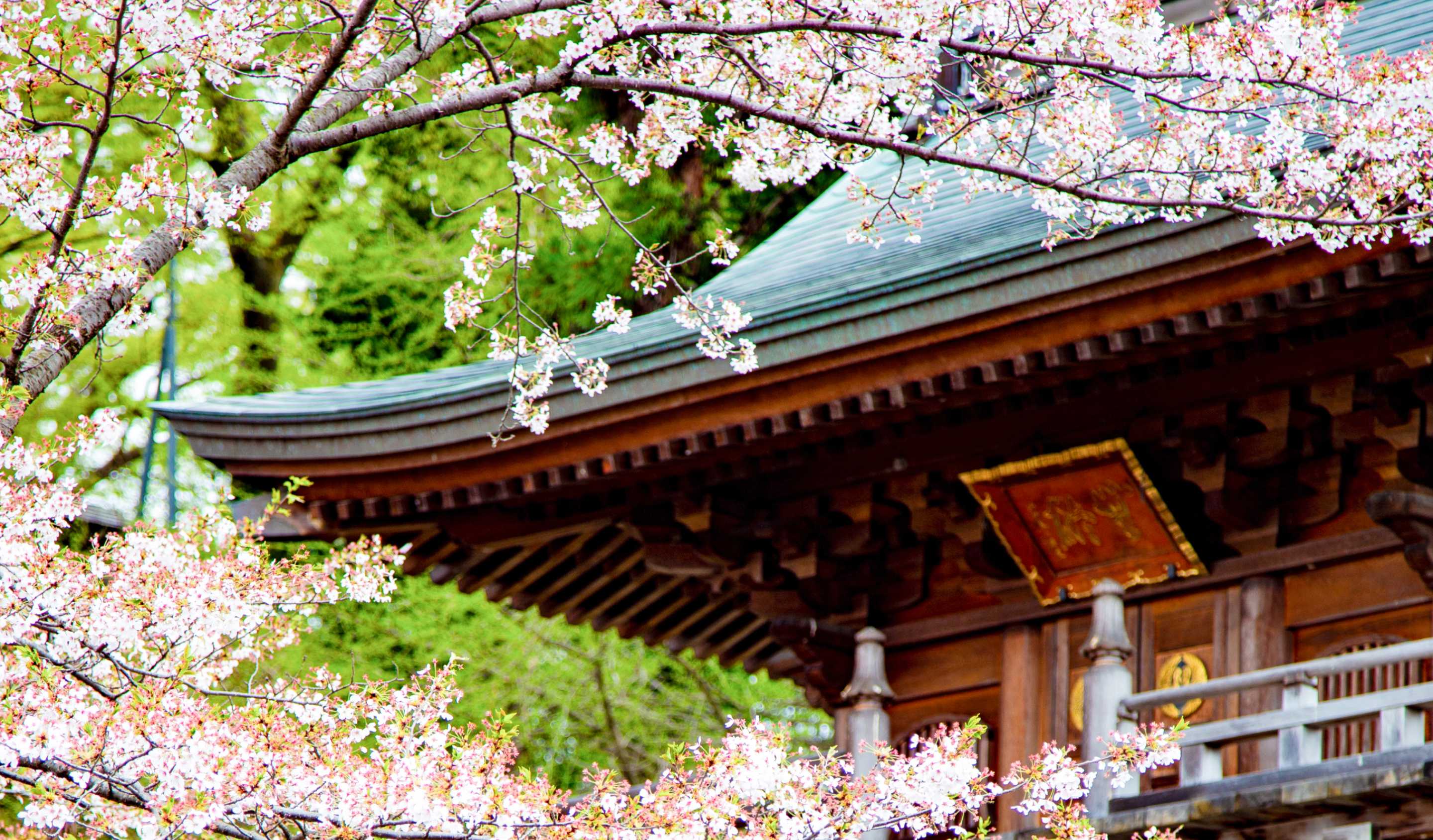 桜の花と雄山寺の伝統的な建物